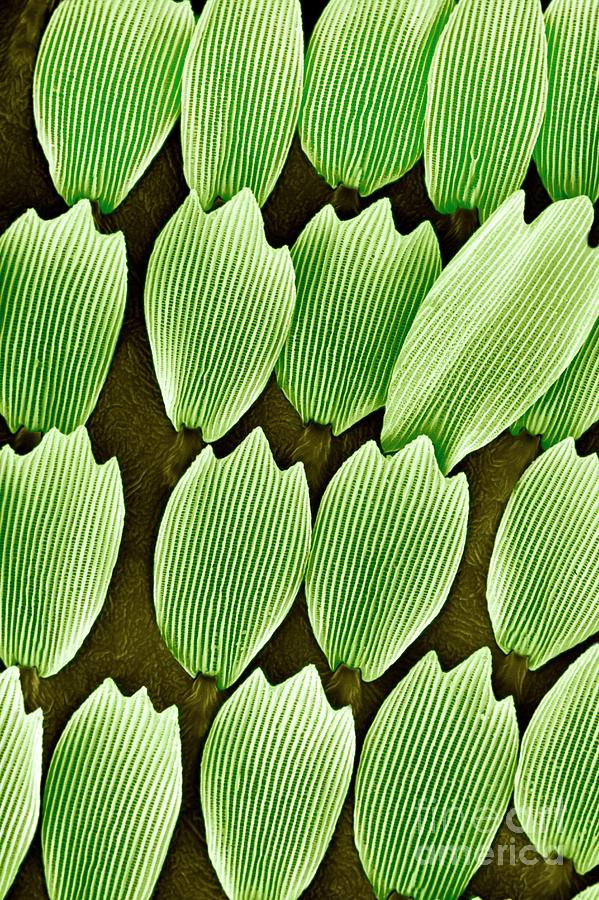 Wing Scales Of Gonepteryx Rhamn Photograph by Dr Jeremy Burgess/science Photo Library
