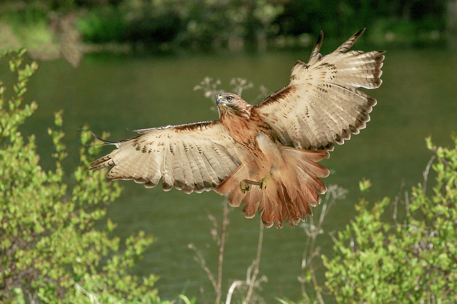 Wing Span Photograph by Ronnie And Frances Howard