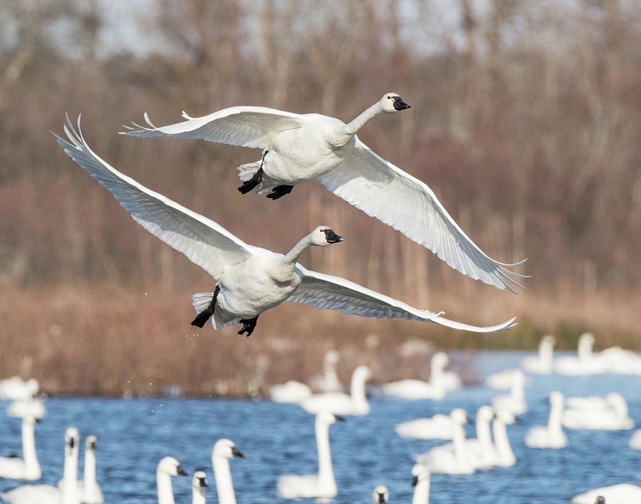 wing Span Photograph by William Ryan