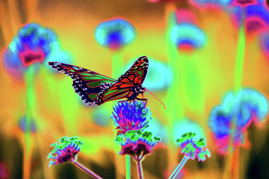 Butterfly Digital Art - Wing Spread Monarch Pop by Tom Kelly