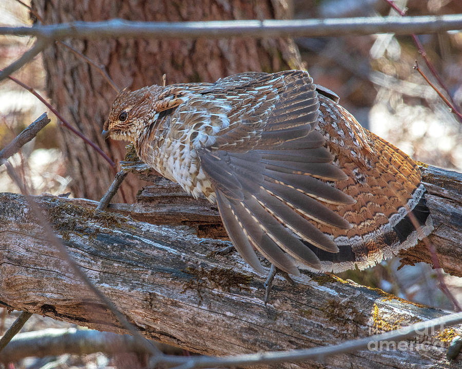 Wing Stretcher Ruffed Grouse Photograph by Timothy Flanigan - Pixels