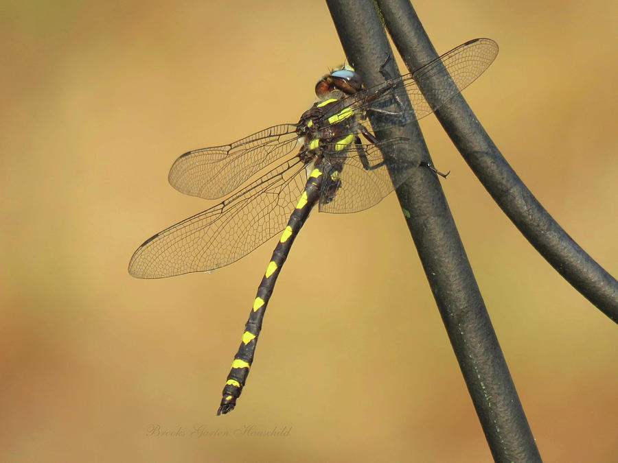 Winged Beauty - Dragonfly in the Garden - Flying Insects - Wildlife Photography Photograph by Brooks Garten Hauschild