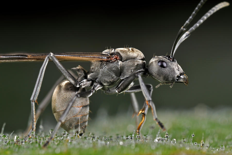 Ant Photograph - Winged-carpenter Ant by Donald Jusa