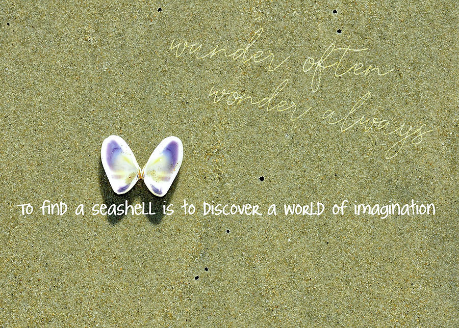 WINGED COQUINA quote Photograph by JAMART Photography