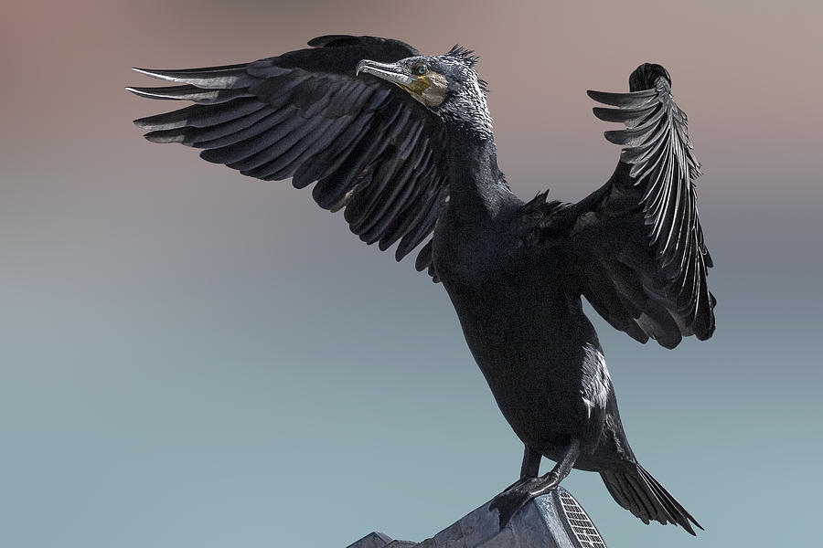 Winged Cormorant Photograph by Dr. Eman Elghazzawy