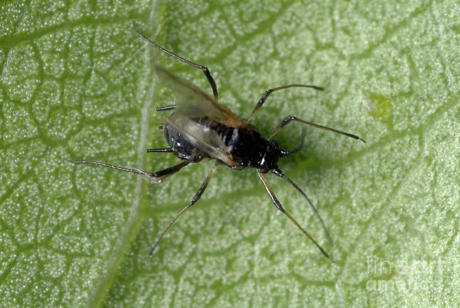 Winged Myzus Varians Aphid Photograph by Uk Crown Copyright Courtesy Of Fera/science Photo Library