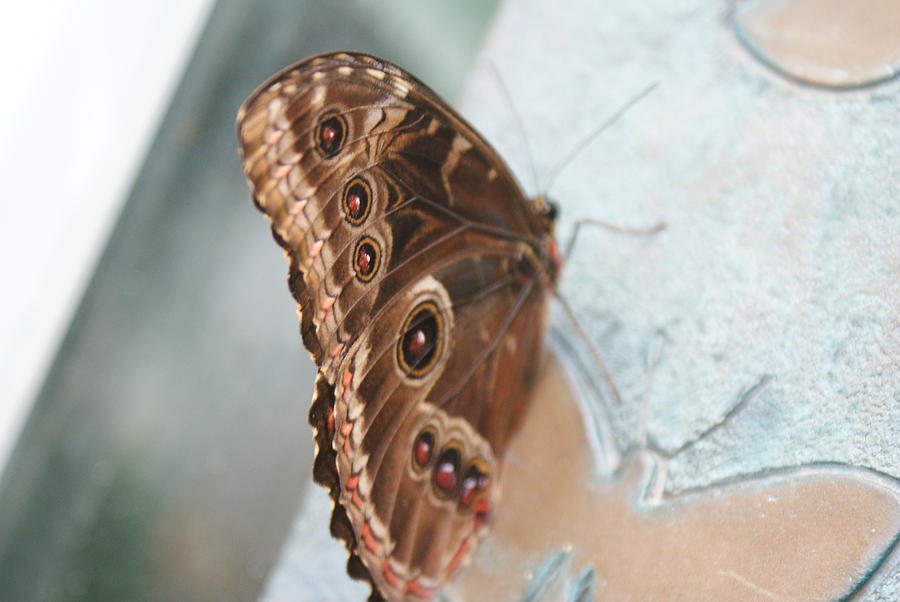 Winged Reflection by Stephanie Pieczynski Winged Reflection by Stephanie Pieczynski