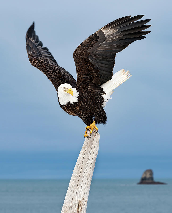 Winged Sentry by Scott Bourne Winged Sentry by Scott Bourne