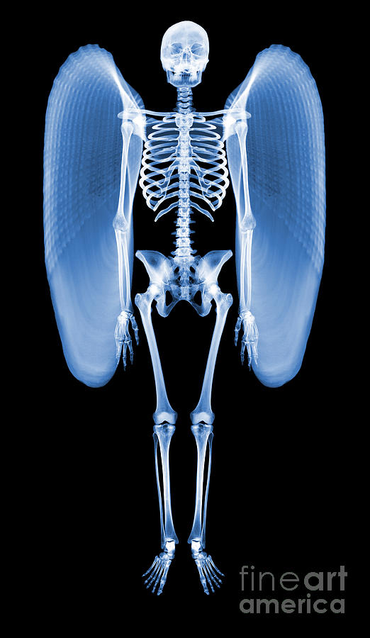 Winged Skeleton Photograph by D. Roberts/science Photo Library