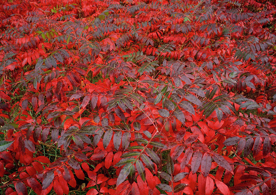 Winged Sumac In Autumn Rhus Copillina Photograph by Nhpa