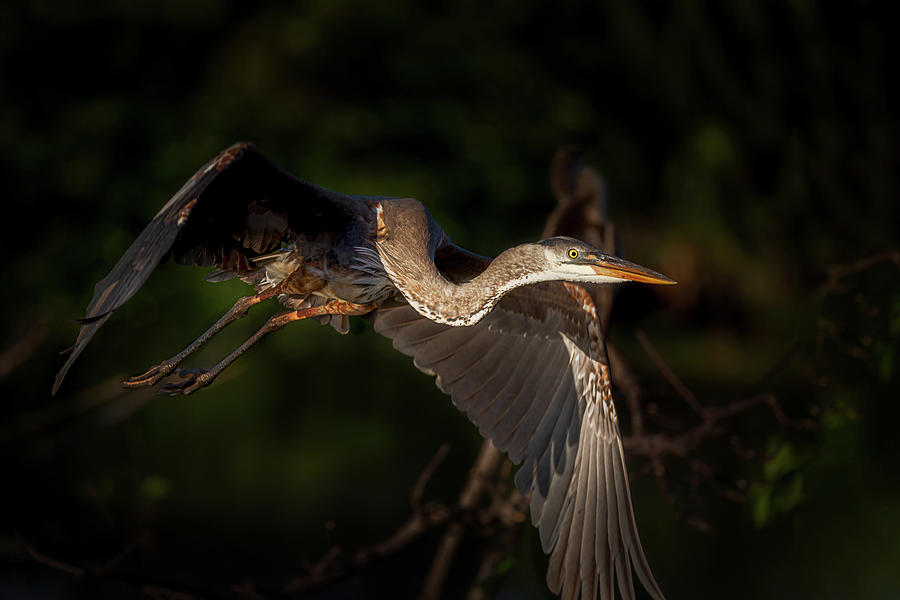 Winging My Way Home by Cyndy Doty Winging My Way Home by Cyndy Doty