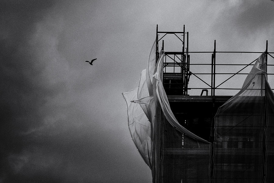 Seagull Photograph - Wings In The Wind by Massimo Della Latta