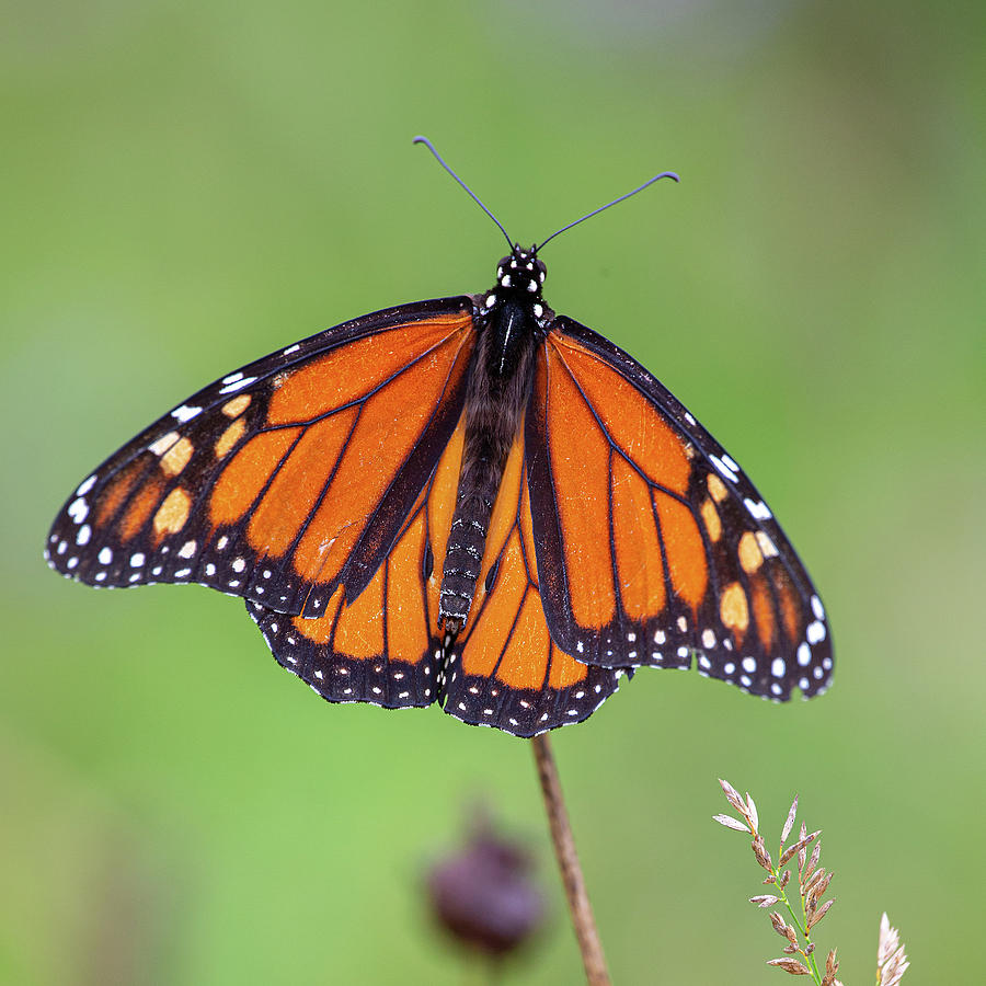 Wings Of A Monarch Butterfly Photograph by Dale Kincaid