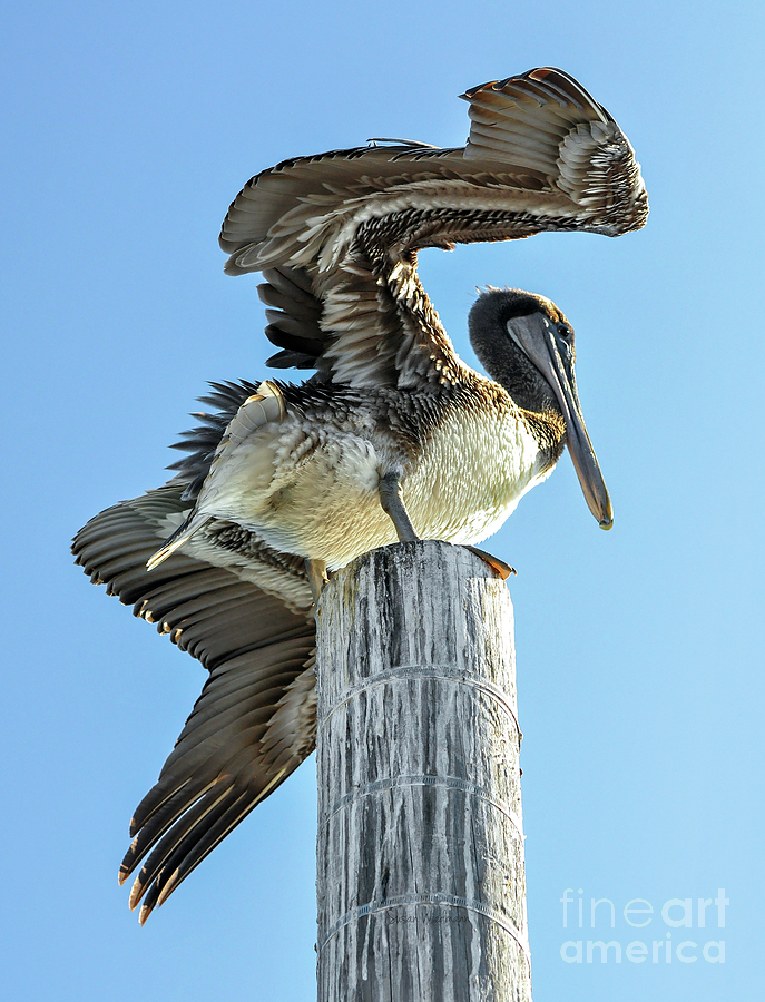 Pelican Photograph - Wings of a Pelican by Susan Wiedmann