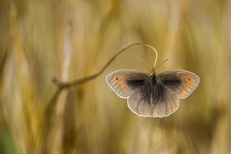 Wings Of Grass Photograph by Luigi Chiriaco