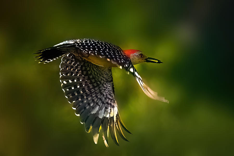 Woodpecker Photograph - Wings Of Woodpecker by Jianping Yang