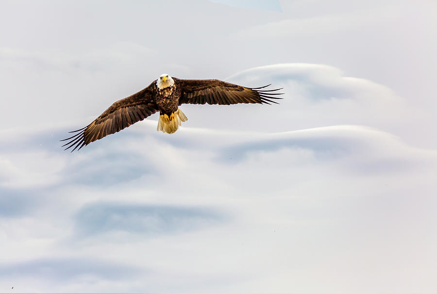 Wings on High Photograph by David Wagenblatt