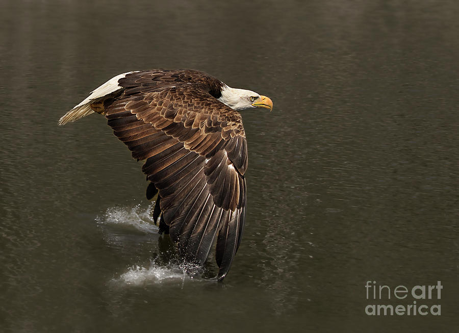 Wings Over Water by Wings for Wetlands