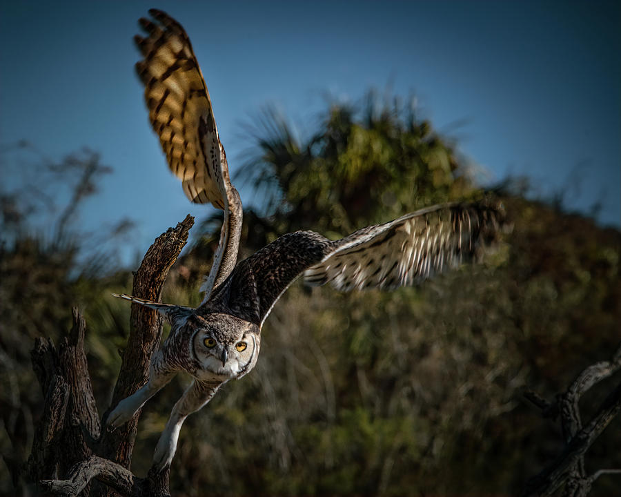 Wings UP  Owl-Raptor Digital Art by Sandra Nesbit