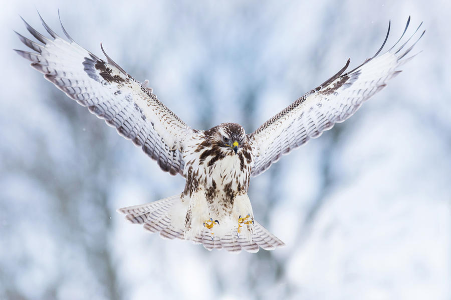 Buzzard Photograph - Wings Up by Valmar Valdmann