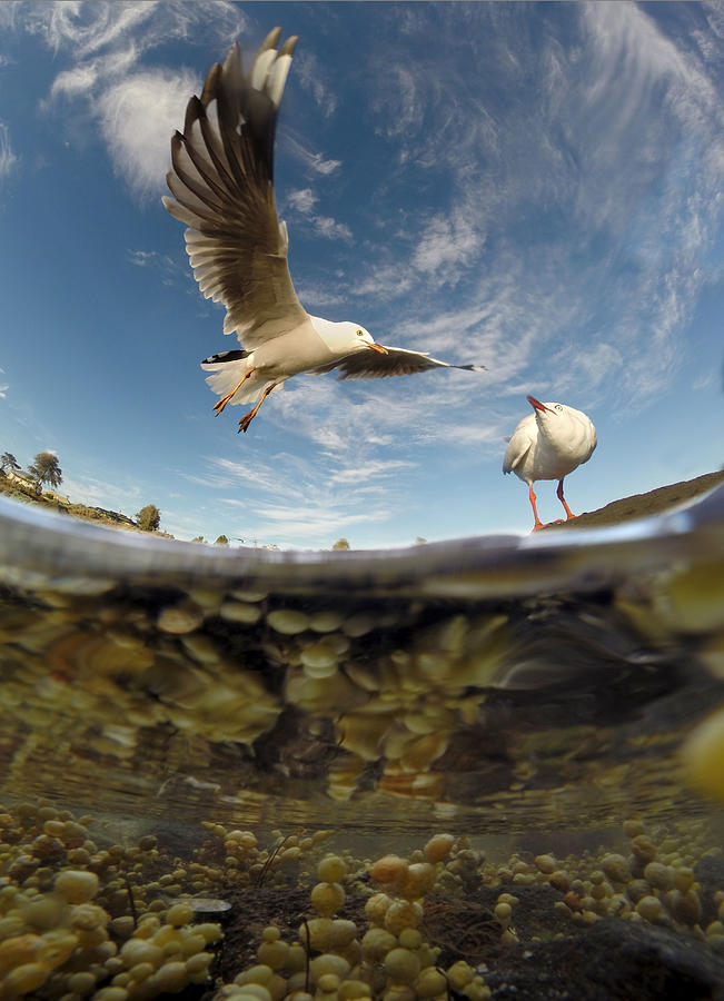 Seagull Photograph - Wingspan by David Bignell Seagull Photograph - Wingspan by David Bignell