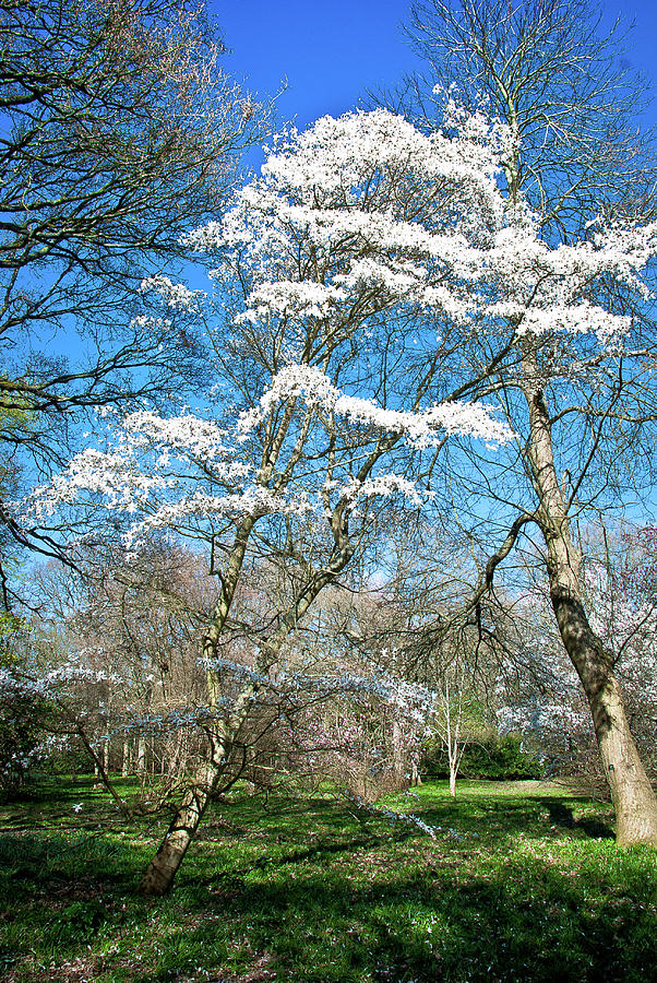Winkworth Blossom Photograph by Richard Gibb