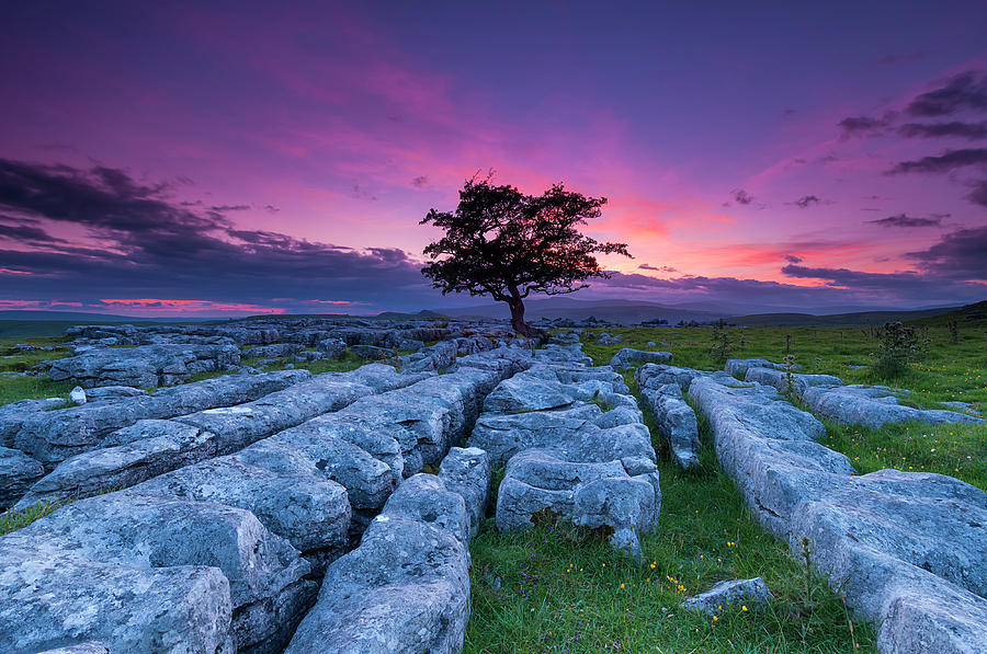 Winskill Stones Hawthorn Tree Photograph by John Finney Photography