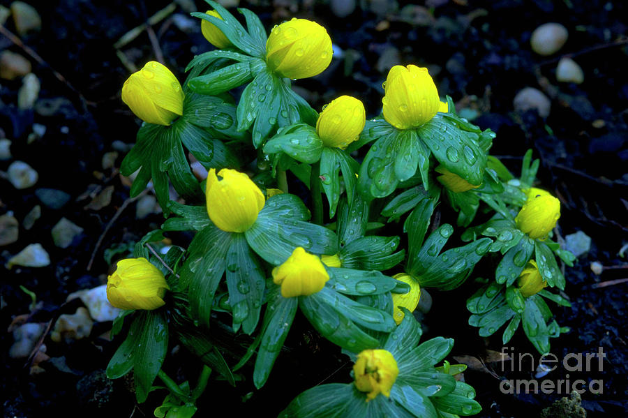 Winter Aconite Photograph by Adrian Thomas/science Photo Library