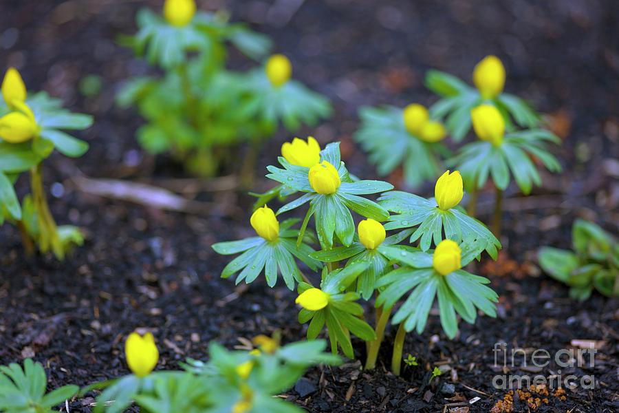 Winter Aconite Photograph by Dr Keith Wheeler/science Photo Library