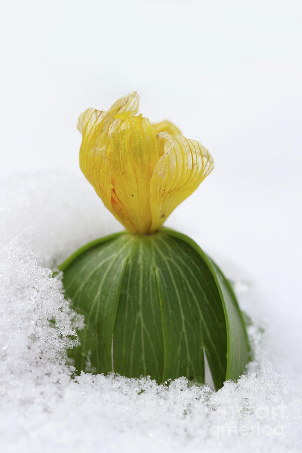 Winter aconite flowering in the snow Photograph by Michal Boubin