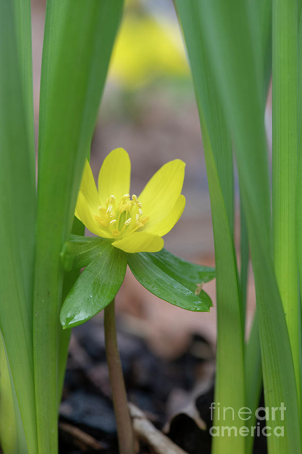 Winter Aconite Photograph by Tim Gainey
