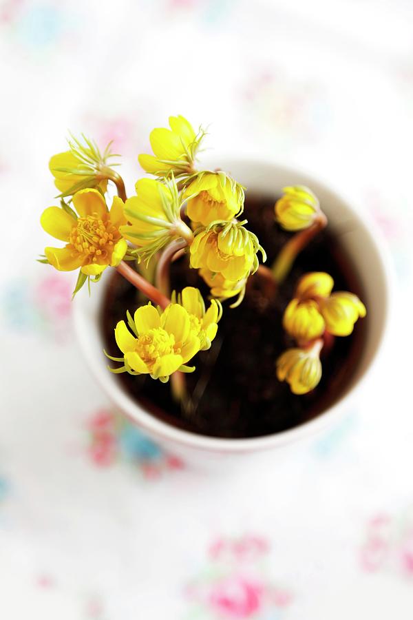 Winter Aconites Planted In Teacup Photograph by Syl Loves