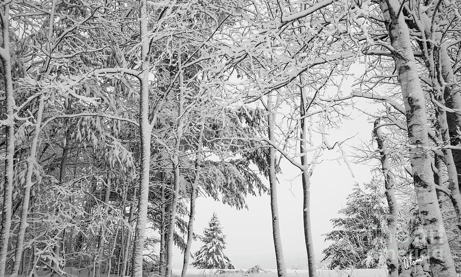 Winter Photograph by Alana Ranney