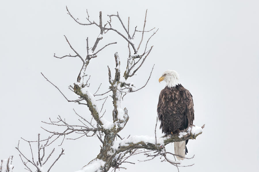 Winter and Bald Eagle Photograph by Scott Bean