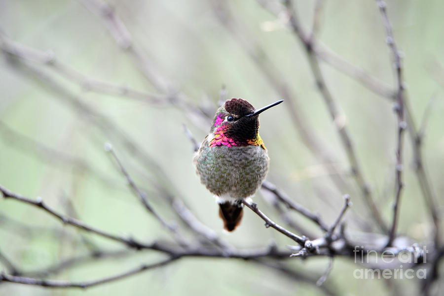 Winter Annas Hummingbird Photograph by Denise Bruchman