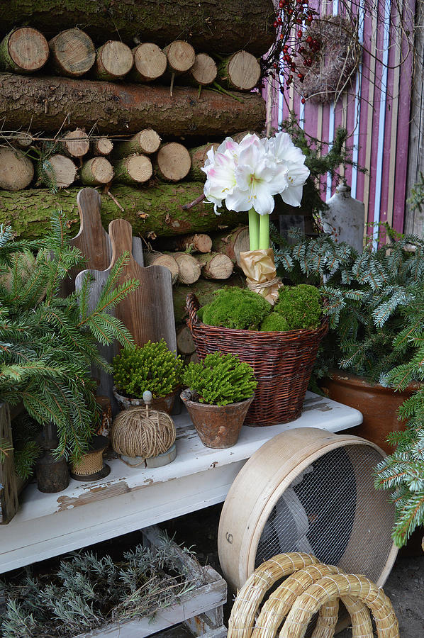 Winter Arrangement With Amaryllis Planted In Basket In Front Of Stacked Firewood Photograph by Christin By Hof 9