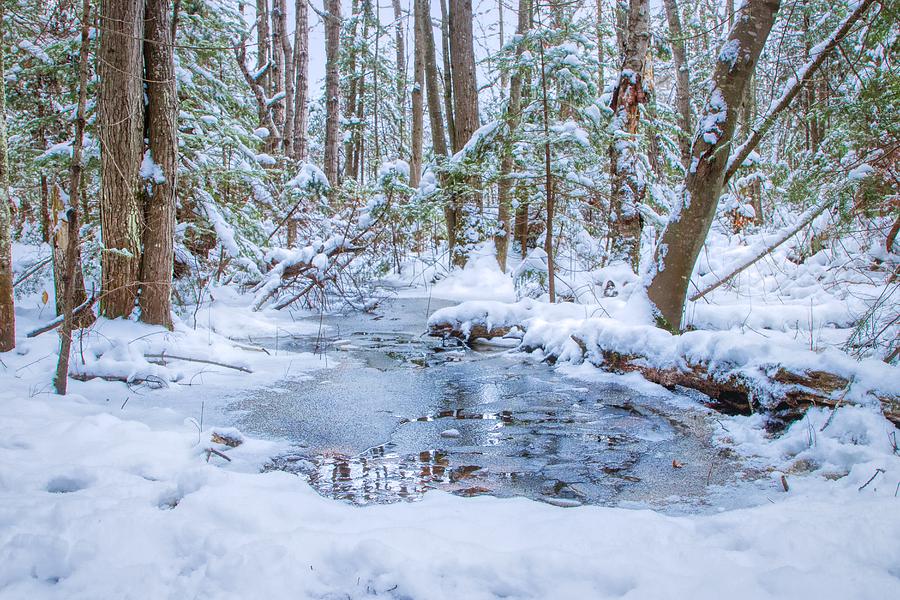 Winter Arrives Photograph by Dana Foreman