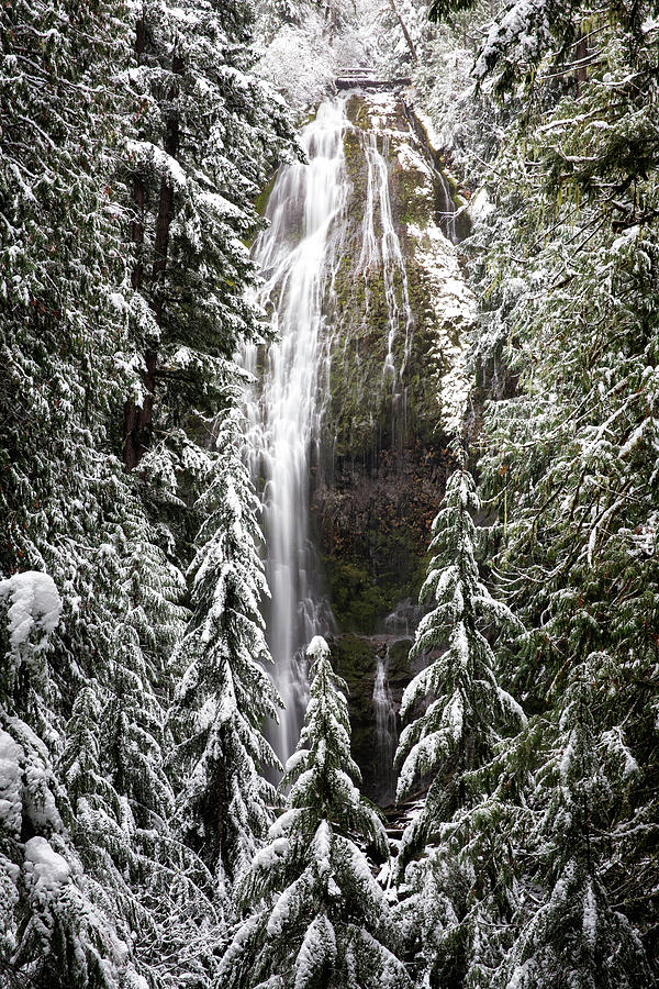 Winter at Proxy Falls Photograph by Alex Mironyuk