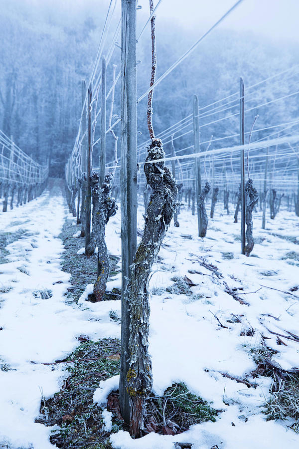 Winter At The Martin Wassmer Vineyard, Markgrflerland Region, Baden, Germany Photograph by Torri Tre