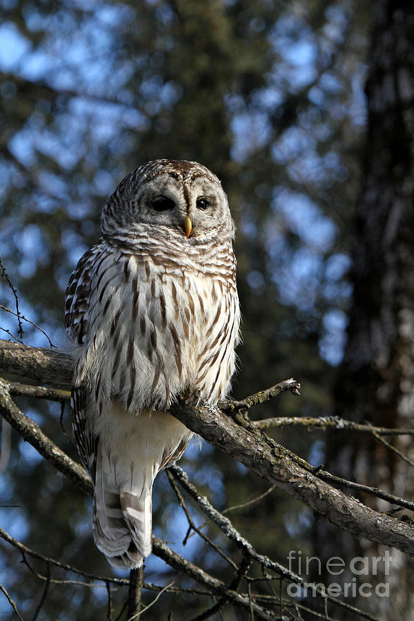 Winter Barred Owl Photograph by Heather King