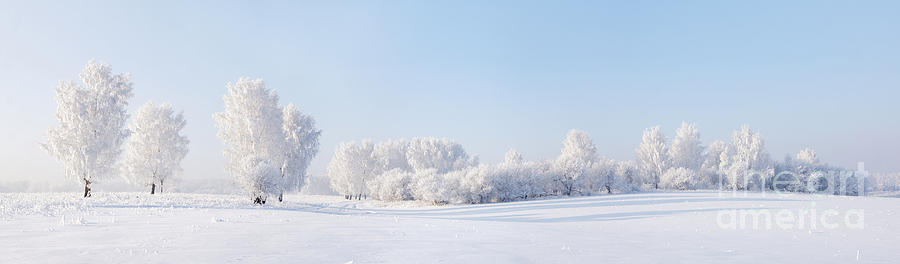 Forest Photograph - Winter Beautiful Landscape With Trees by Alex po Forest Photograph - Winter Beautiful Landscape With Trees by Alex po