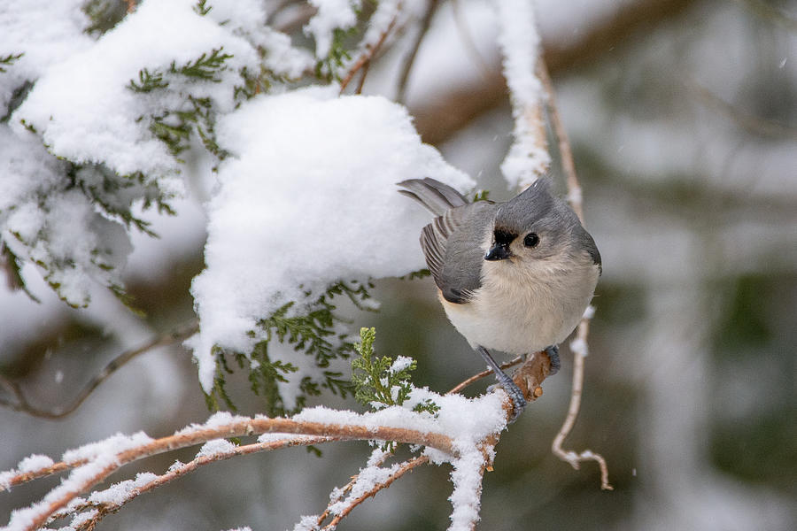 Winter Beauty Photograph by Linda Bonaccorsi