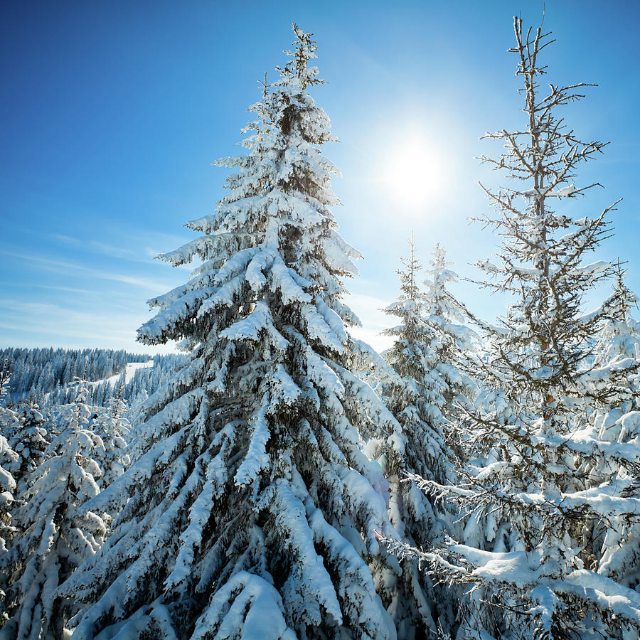 Winter Beauty Photograph by Georgijevic