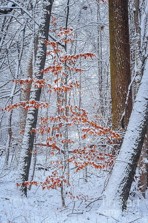 Winter Beech Tree Photograph by Mark Graf