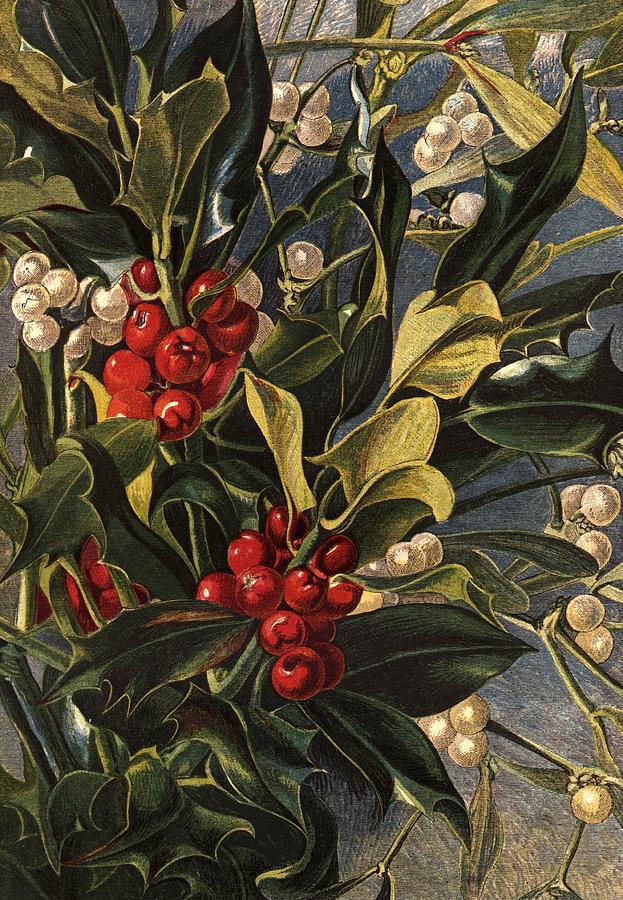 Winter Berries Photograph by Hulton Archive