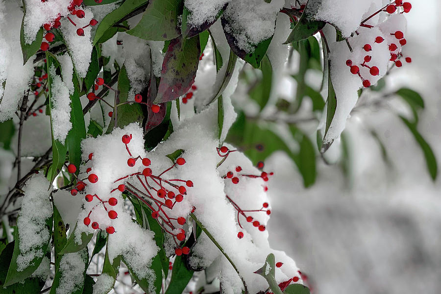 Landscape Photograph - Winter Berries by Lora J Wilson