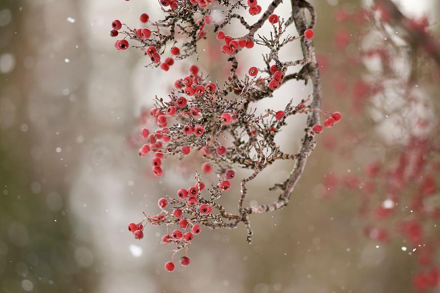 Winter berries Photograph by Lynn Hopwood