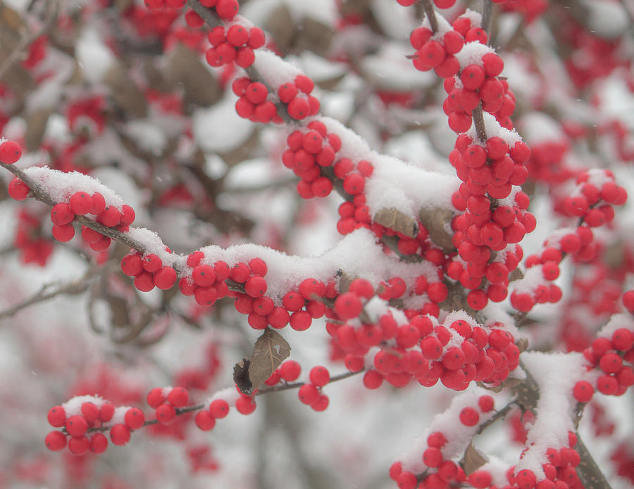 Winter Berries with First Snow Fall Photograph by Michael Saunders