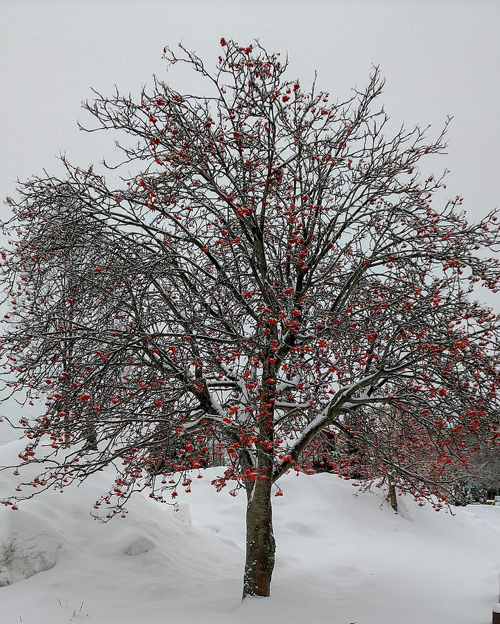 Winter Berry