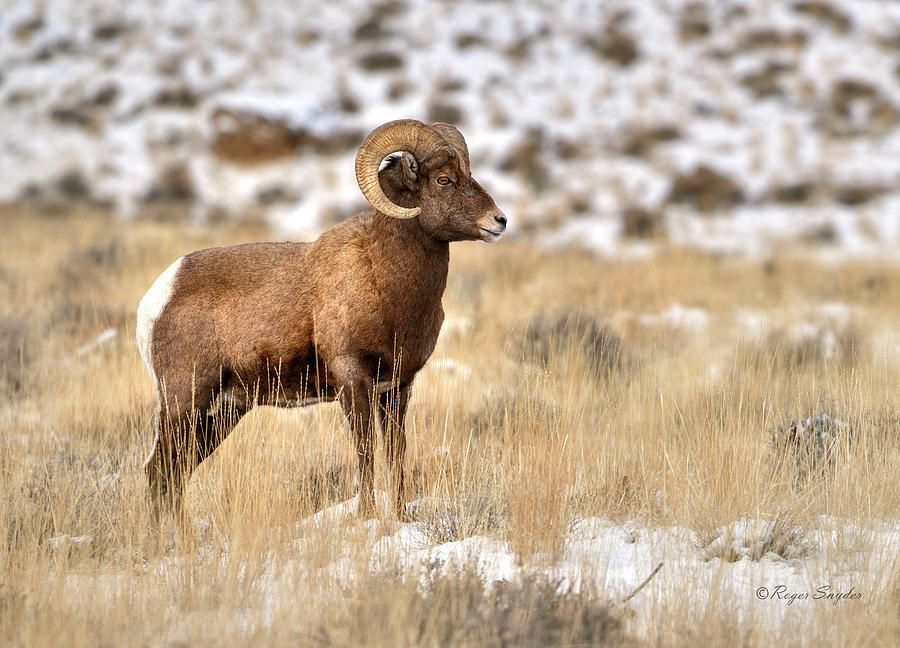 Winter Bighorn Ram 11 Photograph by Roger Snyder